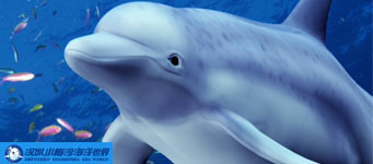 移动互联网营销海洋景区新主张 - 深圳小梅沙海洋世界移动手机网站开发案例